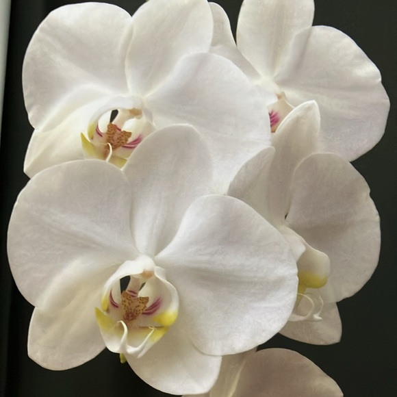 FOUR SEASONS OF ORCHIDS - Picture 8 of 10